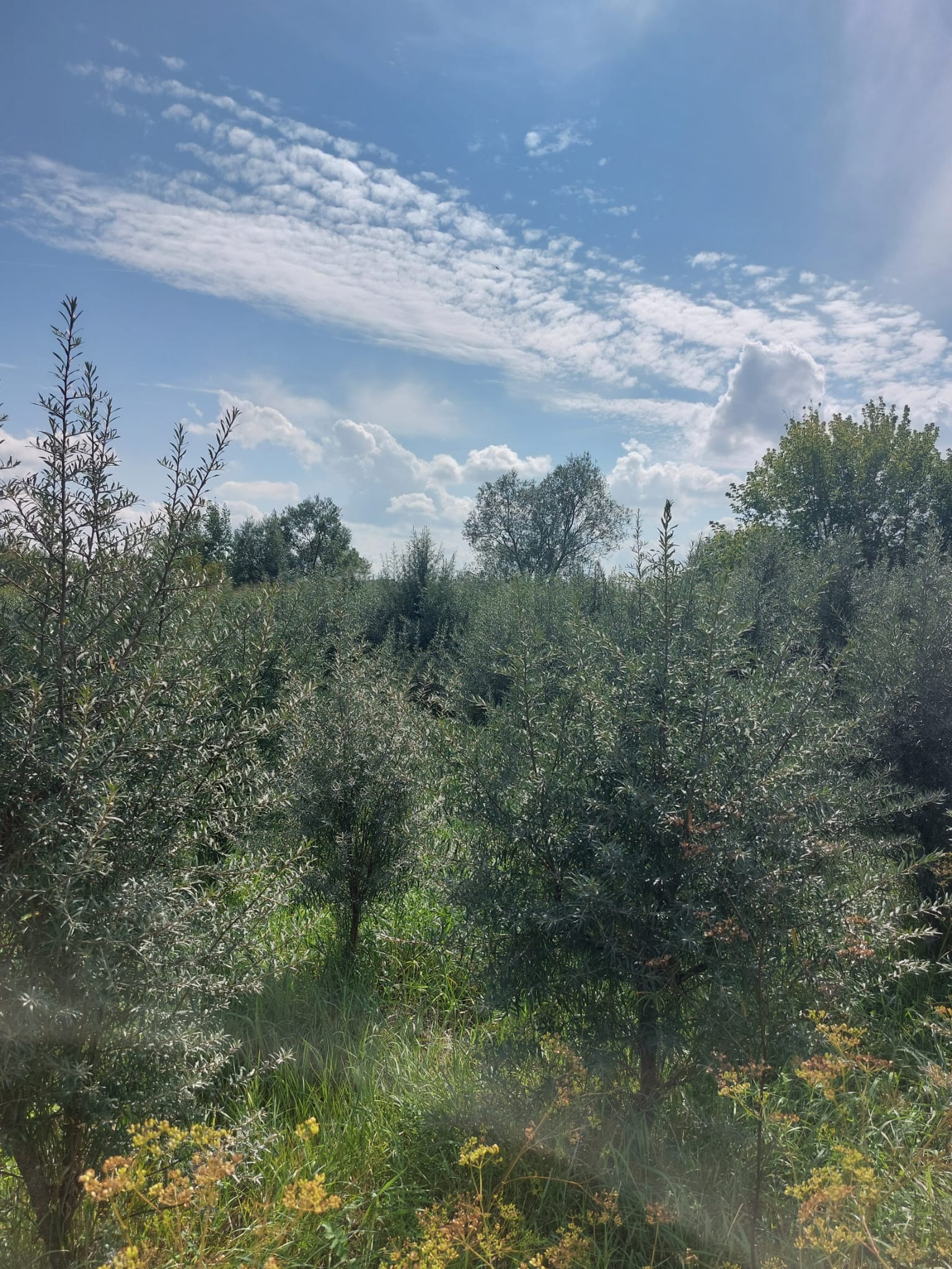 Pepinieră