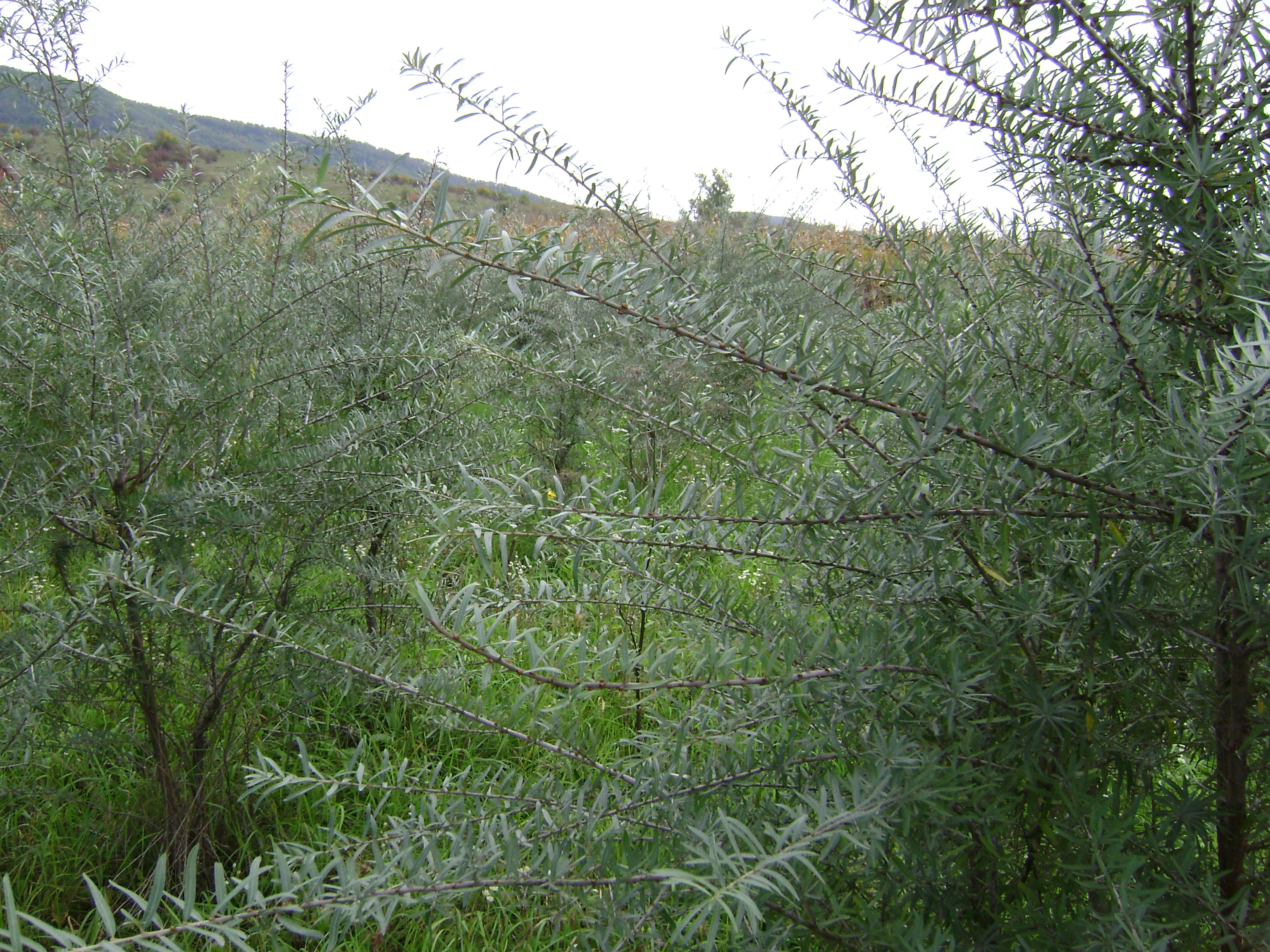 Soi de catina Andrei