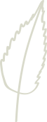 Plant Shape