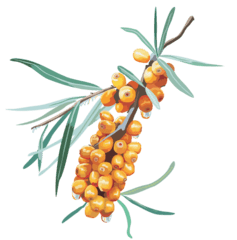Catina Fruct